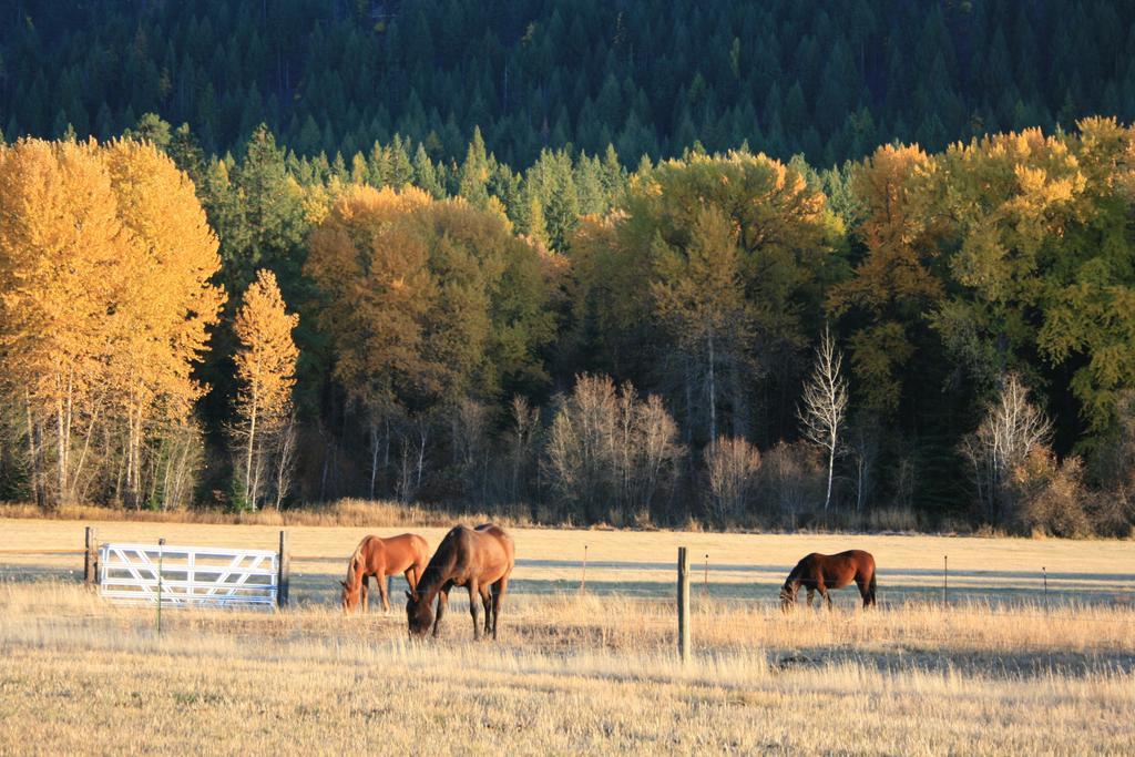Cedar Mountain Farm Bed And Breakfast Llc Athol Eksteriør billede