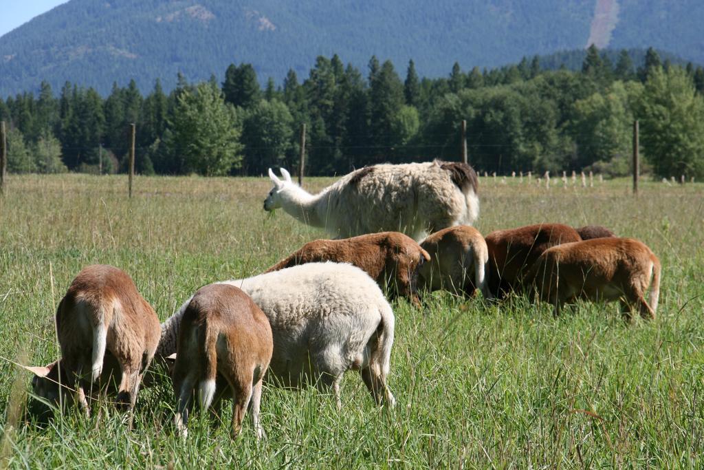 Cedar Mountain Farm Bed And Breakfast Llc Athol Eksteriør billede